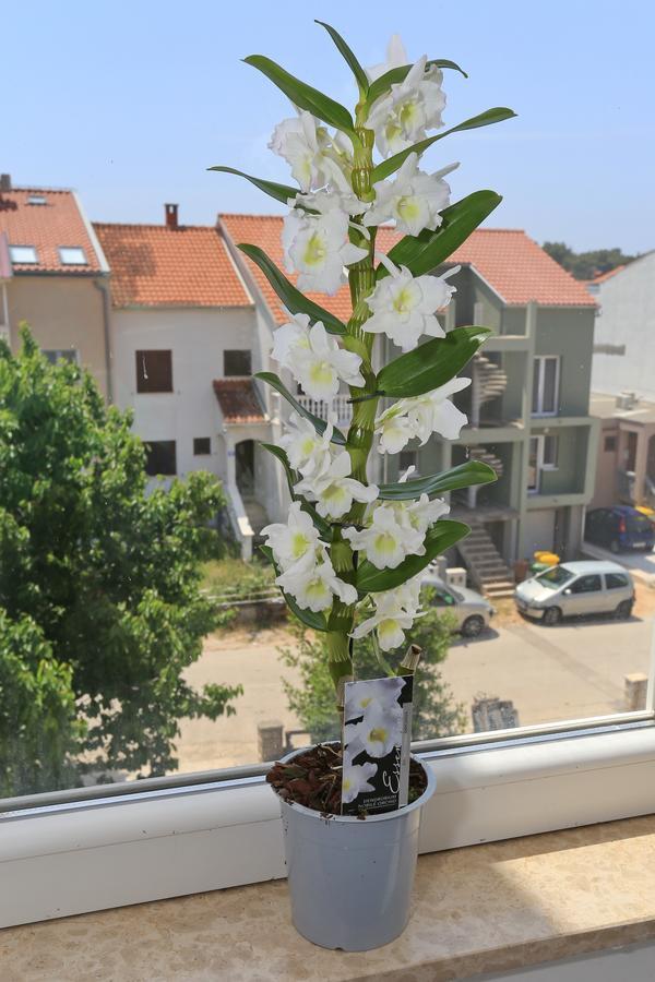 Marinovic Appartement *
